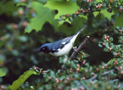 Black-throated Blue Warbler