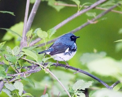 Black-throated Blue Warbler