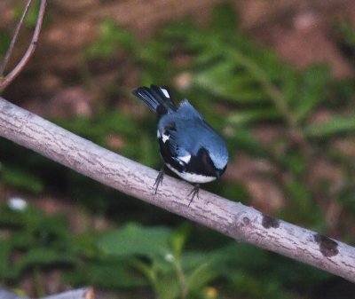 Black-throated Blue Warbler