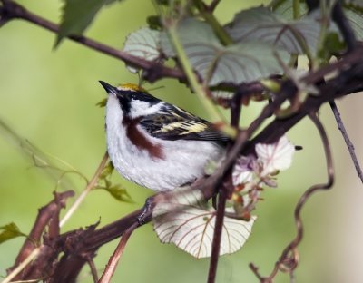 Chestnut-sided Warbler