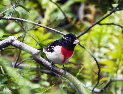 Red-breasted Grosbeak