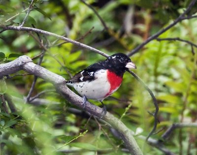 Red-breasted Grosbeak