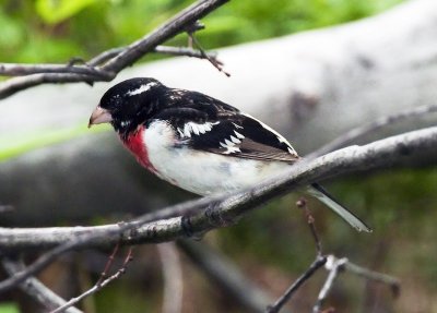 Red-breasted Grosbeak