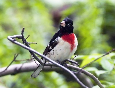 Red-breasted Grosbeak