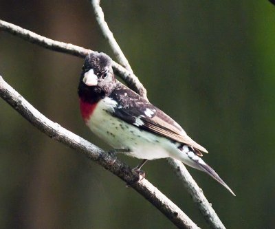 Red-breasted Grosbeak