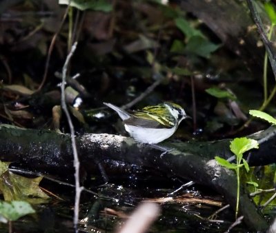 Chestnut-sided Warbler