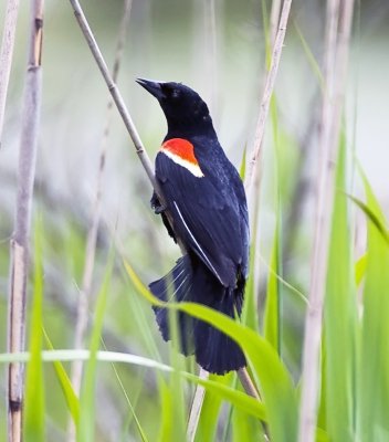 Red-winged Blackbird
