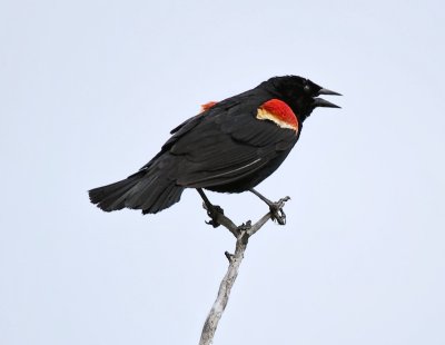 Red-winged Blackbird