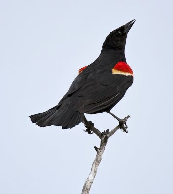 Red-winged Blackbird