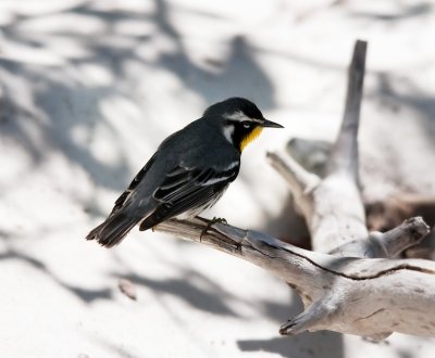 Yellow-throated Warbler