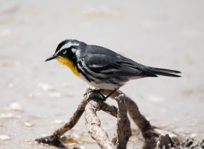 Yellow-throated Warbler