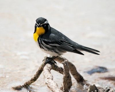 Yellow-throated Warbler