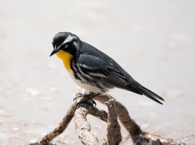 Yellow-throated Warbler