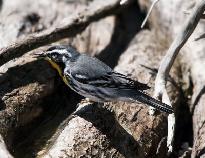 Yellow-throated Warbler