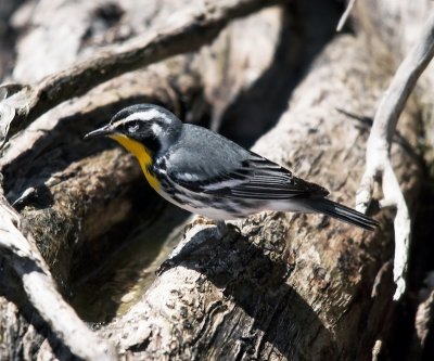 Yellow-throated Warbler