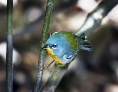 Northern Parula