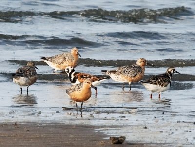 Red Knots and other shorebirds