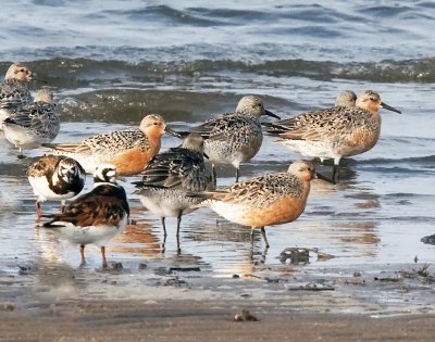 Red Knots and other shorebirds