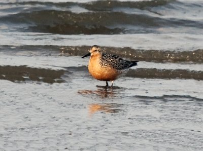 Red Knot