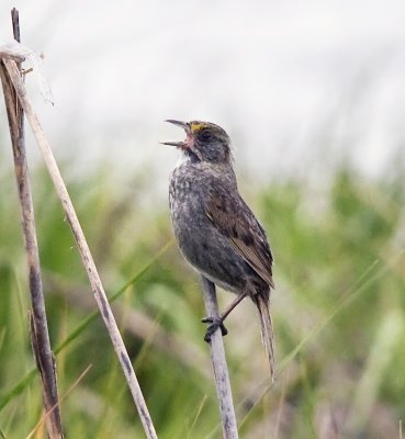 Seaside Sparrow