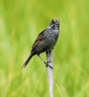 Seaside Sparrow