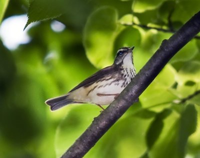 Louisiana Waterthrush