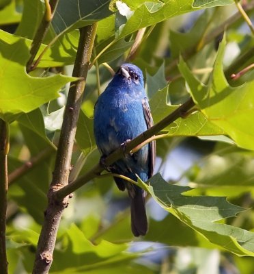 indigo Bunting