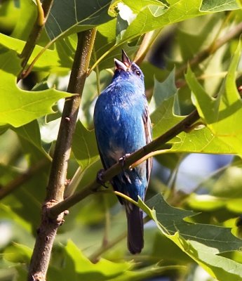 indigo Bunting
