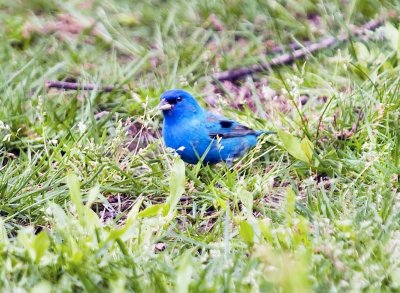 Indigo Bunting