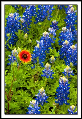 Bluebonnets and an Indian Blanket