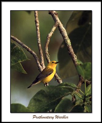 g3/57/9057/3/56976584.ProthonotaryWarbler.jpg
