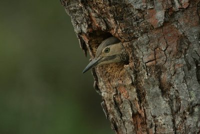male looking from nest