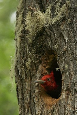male in nest