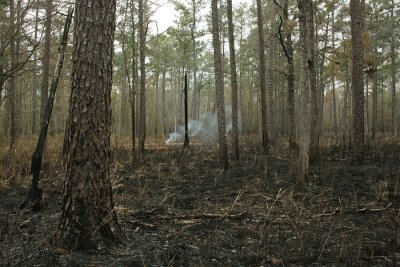 prescribed habitat burning