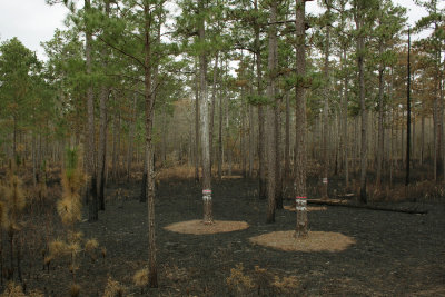 cavity tree cluster