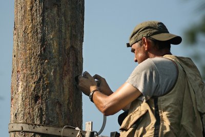 extracting nestling