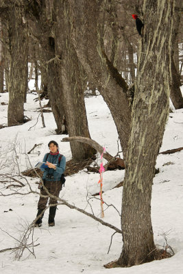 winter foraging observation