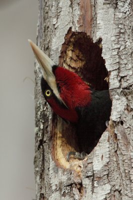 female looking out