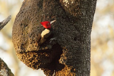 on termite nest