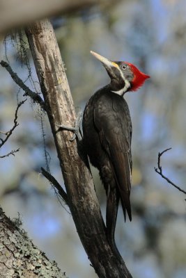 Black-bodied  Woodpecker