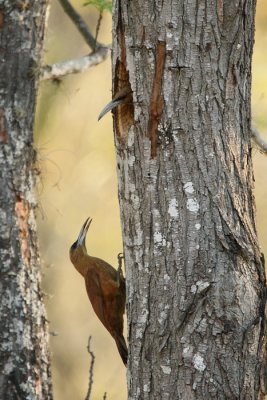 Great Rufous Woodcreeper (Xiphocolaptes major)