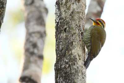 Yellow-browed Woodpeker 