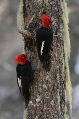 adult and juvenile males