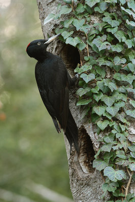 Black Woodpecker