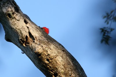 female hiding