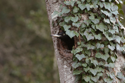 Black Woodpecker Dryocopus martius 12.jpg