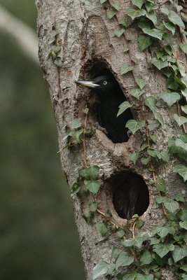 black woodpecker dryocopus martius 17.jpg