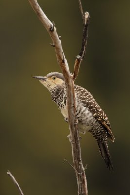 female