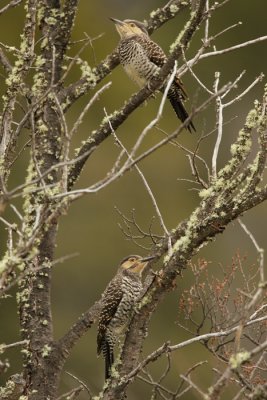 male and female