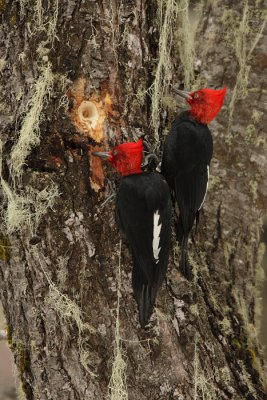 males at foraging pit